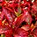 Red Leaf Ground Cover Plants