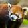 Red Panda Zoo