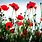 Red Poppy Flowers Field