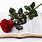 Red Rose and Bible