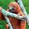 Red Sloth