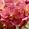 Red Vanda Orchids