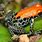 Red-backed Poison Dart Frog