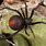 Redback Spider NZ