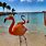 Renaissance Aruba Flamingo Island