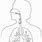 Respiratory System Sketch