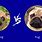 Retro Pug vs Pug
