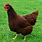 Rhode Island Red Poultry