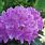 Rhododendron Flowering