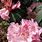 Rhododendron Pictures