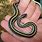 Ribbon Garter Snake