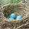 Robin Bird Nest Eggs