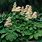 Rodgersia Aesculifolia