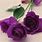 Romantic Purple Flowers