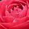 Rose Flower Close Up