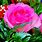 Rose Flower Wallpaper Full Screen