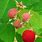Rubus Fruit