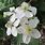 Rubus Idaeus Flower