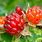 Rubus Idaeus Seed