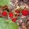 Rubus Moluccanus