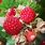 Rubus Parvifolius