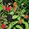 Rubus Pensilvanicus