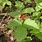 Rubus Saxatilis