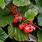 Rubus Tricolor