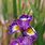 Russian Iris Plant