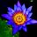 Sacred Blue Lotus