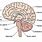 Sagittal Brain Diagram Labeled