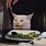 Salad Cat Meme Template
