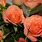 Salmon Color Roses