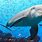 Saltwater Dolphin