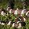 San Diego Zoo Snakes