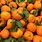 Satsuma Tangerine