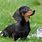 Sausage Dog Wallpaper