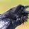 Scary Raven Bird