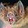 Scary Vampire Bat