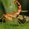 Scorpion Dragonfly