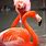 Screen Flamingo