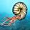 Sea Ammonite