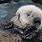 Sea Otter Cub