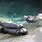 Sea Otter Zoo