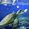 Sea Turtle Ocean Pollution