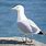Seagull Animal