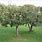 Semi-Dwarf Apple Tree
