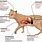 Sepsis in Cats