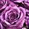 Shades of Purple Roses