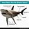 Shark Fin Types